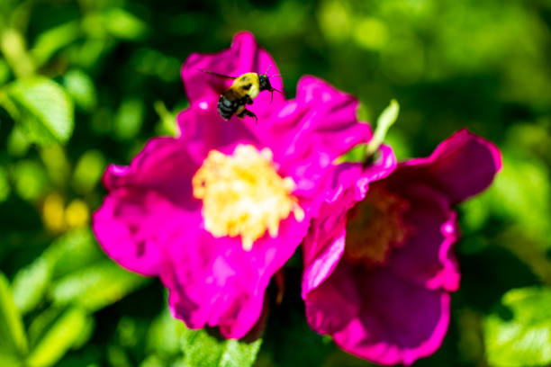 Bumblebee flying near Rugosa Rose