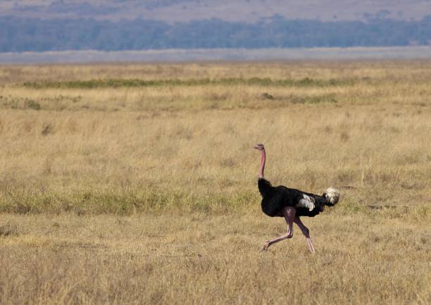 istock Ostrich in Ngoro Ngoro Cater 2155088932