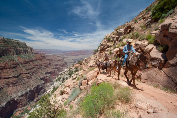 Grand Canyon National Park, Arizona - June 16, 2005: Mule train ascends South Kaibab Trail on South Rim of Grand Canyon on summer afternoon.