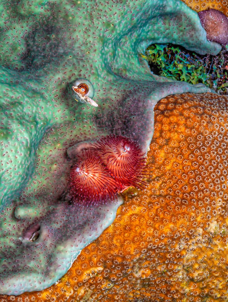 istock Spirobranchus giganteus, Christmas tree worms 2155092668