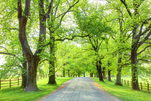 Scenic rural country road in early spring