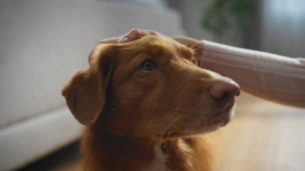 istock Closeup cute dog muzzle caressing by unrecognizable owner in apartment. 2155093050