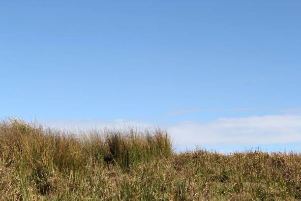 Marram grass in the wind in front of blue sky with cirrus clouds