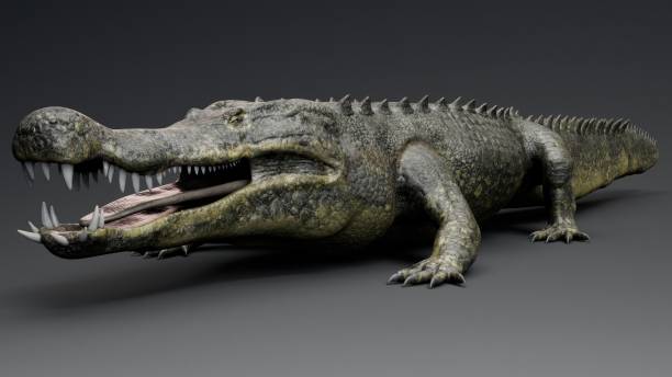istock Deinosuchus Big Crocodile Model of background, 3d rendering 2155094104