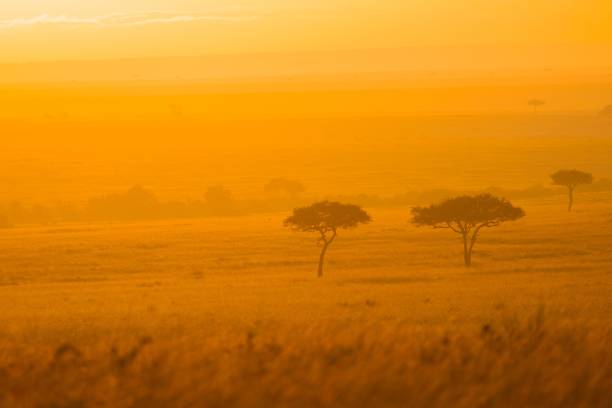 istock Sunrise in Masai Mara 2155094130