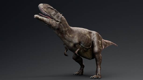 istock Carcharodontosaurus Realistic Model of background, 3d rendering 2155094534