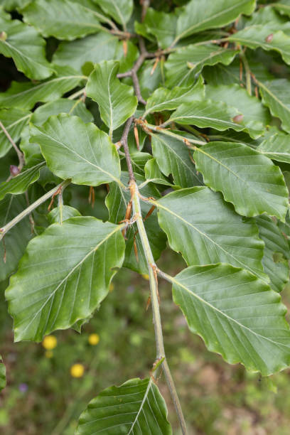 istock Fagus sylvatica, is a deciduous tree also known as the  European beech or common beech. Leaves detail 2155095645