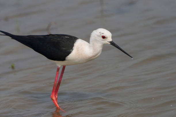 istock Black-winged Stilt on the water 2155095680