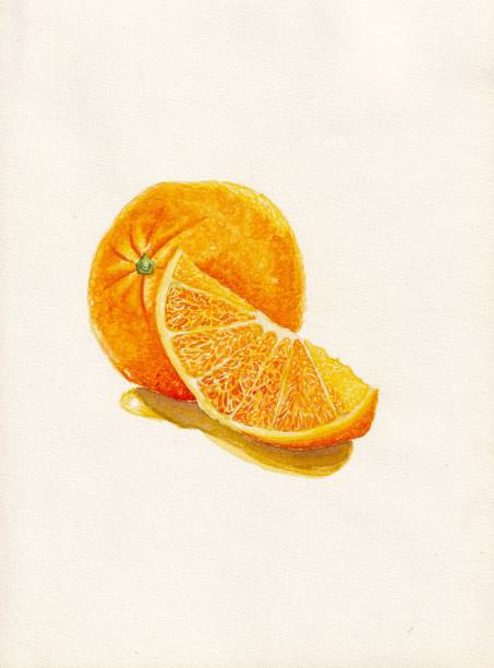 istock Sliced orange on white background. Watercolor hand drawn illustration. 2155096419