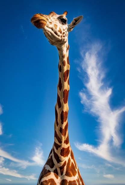 istock Majestic Giraffe Gracefully Gazes Over Verdant Meadow 2155096552