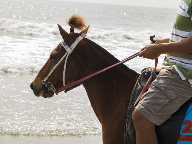 Portrait perlino colored horse by the ocean. Film (Olympus Trip AF 31+ kodak gold) photography. Film grain.