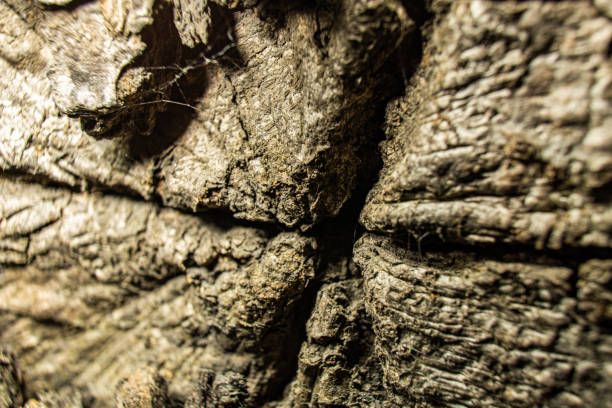 A detailed close-up view of the rough and textured bark of a tree, showcasing its unique patterns and natural features.