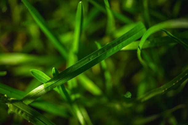 Close-up view of vibrant green grass blades covered in sparkling water drops. The water drops glisten in the sunlight, adding a fresh and revitalizing look to the grass.