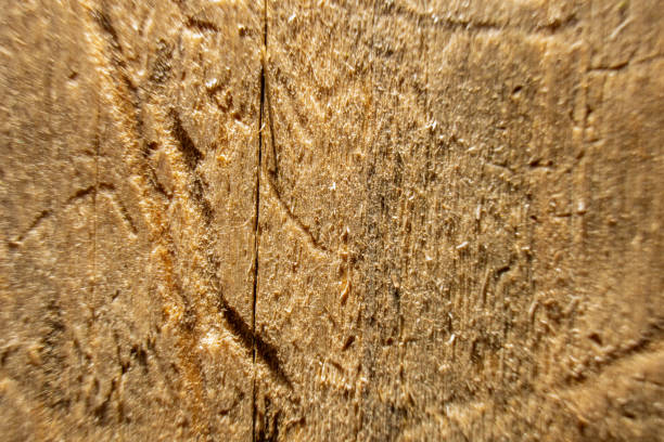 A detailed close-up view of a wood surface, showcasing its textures, grains, and natural patterns. The surface is smooth and polished, with visible knots and imperfections adding character.