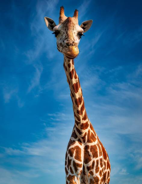 Elegant Giraffe Gazes at You