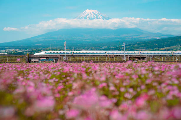 Japanese Shinkansen bullet train passes in front of Mount Fuji with a flower field in the foreground