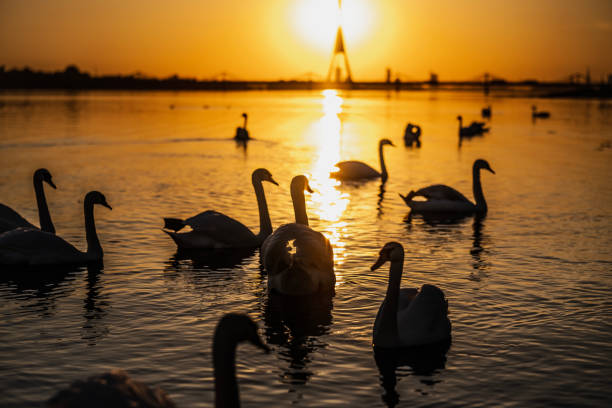 istock Swans of Daugava River. 2155099022