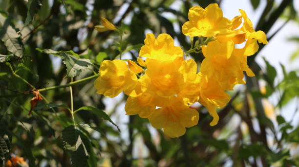istock Yellow flowers bloom beautifully colorful 2155100067