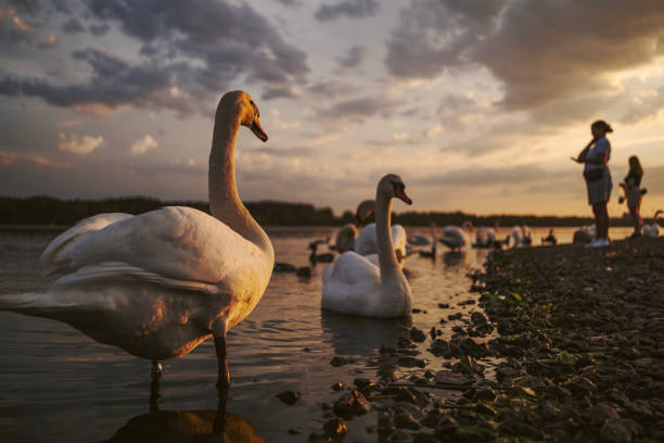 The birds of the Daugava River meet with the people of Riga every evening. Latvia.