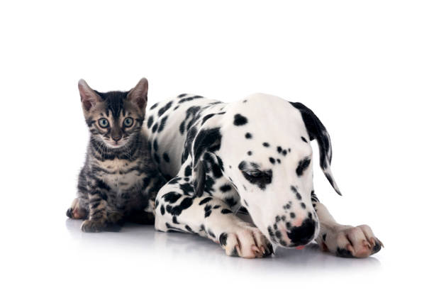 istock puppy dalmatian and cat in studio 2155104359