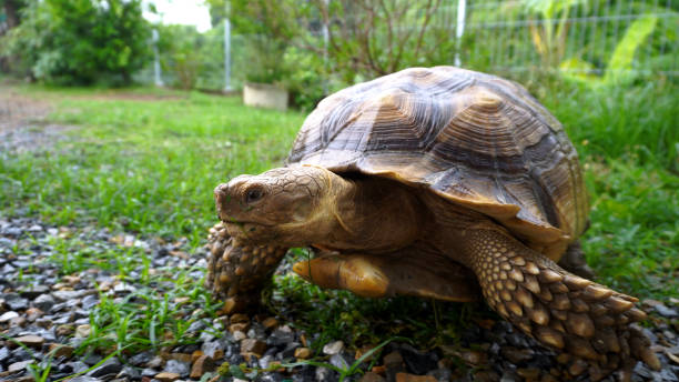 istock African spurred tortoise. 4K stock video 2155104598