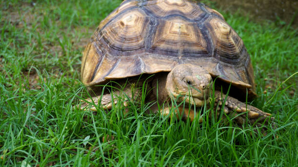 istock African spurred tortoise. 4K stock video 2155104601
