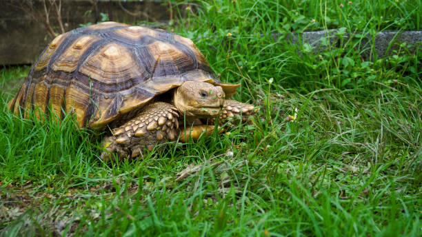 istock African spurred tortoise. 4K stock video 2155104604
