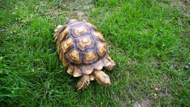 istock African spurred tortoise. 4K stock video 2155104606
