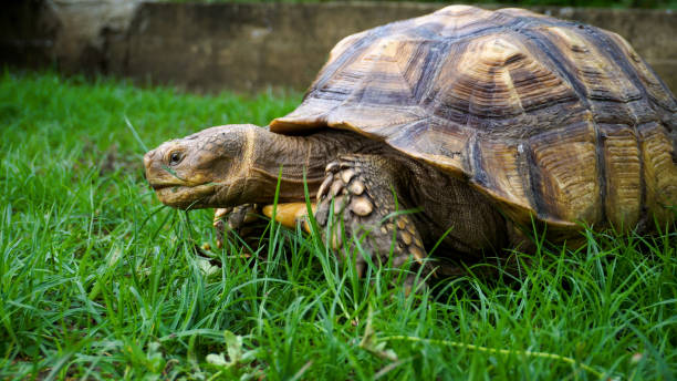 istock African spurred tortoise. 4K stock video 2155104615