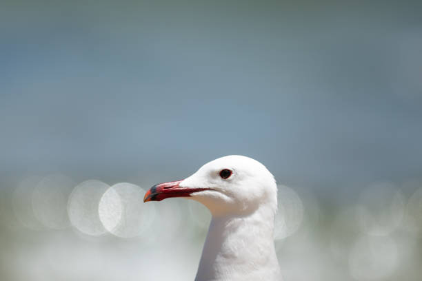 A seagull soars gracefully over the sea, its wings cutting through the breeze as waves gently lap at the shore.