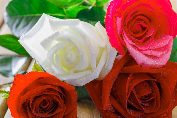 istock Close up bouquet of roses with water drops 2155106210