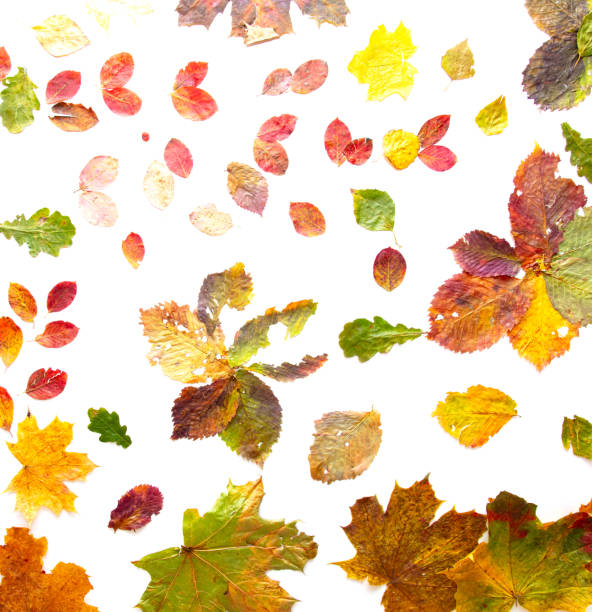 istock Autumn leaves isolated on white background 2155107174