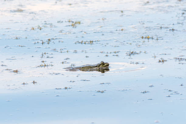 istock A large green frog sits in the marsh. 2155107291