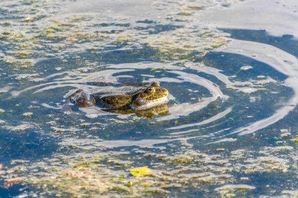 Square composition photography of one common green and brown spotted frog in France (Europe), close-up of the animal resting on standing water surface, illuminated in dark by bright sunlight in marshes and lush foliage swamp. We can see beams from sun on picture through a thin mist.