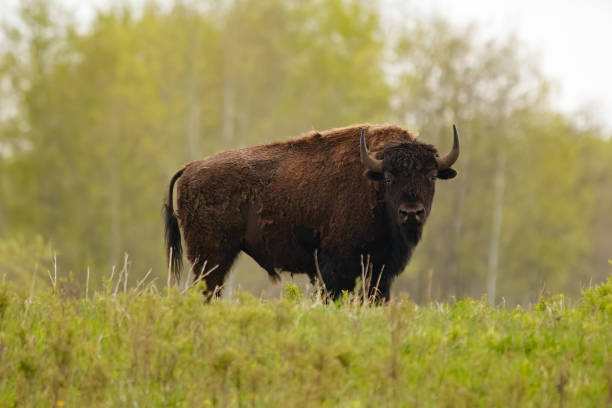 Big Buffalo bull with horns is grazing in prairies in spring, green grass of the plain and trees around.