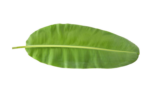 istock back of banana leaf isolated on white background. top view 2155107504