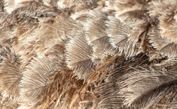 istock Gray feathers on an ostrich as an abstract background. Texture 2155107747