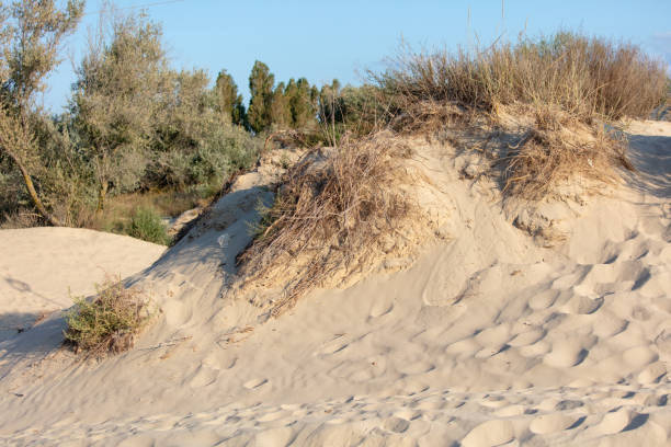 istock Plants grow on sand in nature 2155108008