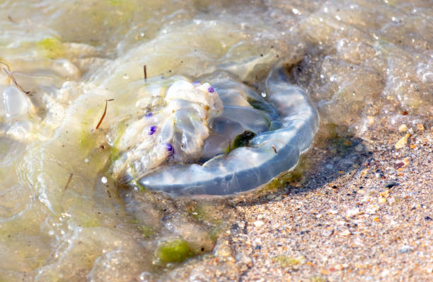 istock Medusa lies on the seashore 2155108033