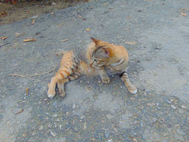 istock a local cat playing outdoors 2155111729