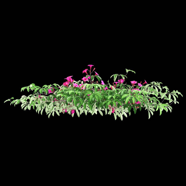 3d illustration of Ipomoea horsfalliae bush isolated on black background