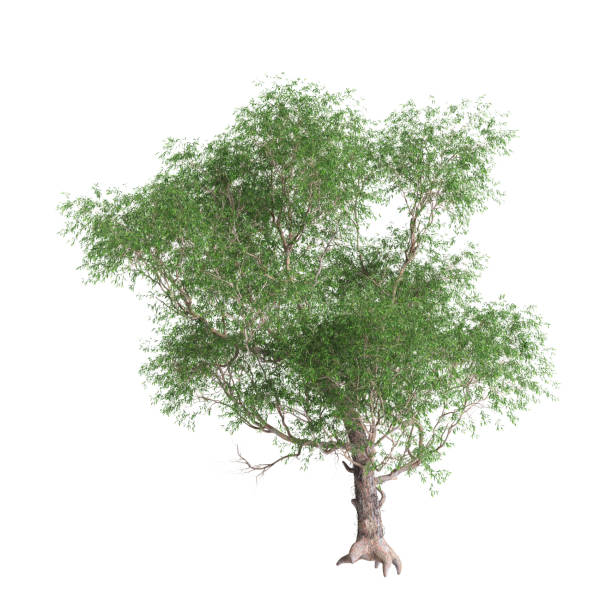 istock 3d illustration of set Cornus canadensis bush isolated on black background 2155113333