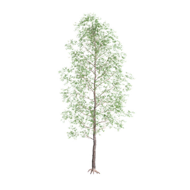 istock 3d illustration of set Cornus canadensis bush isolated on black background 2155113334