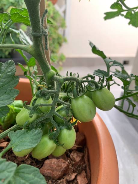 istock Tomato plant grown in a pot on a balcony. 2155113579