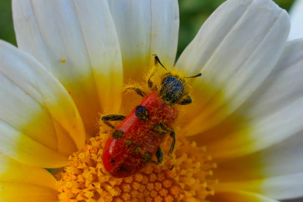 istock Insect on flower in spring, Vejer de la Frontera 2155114158