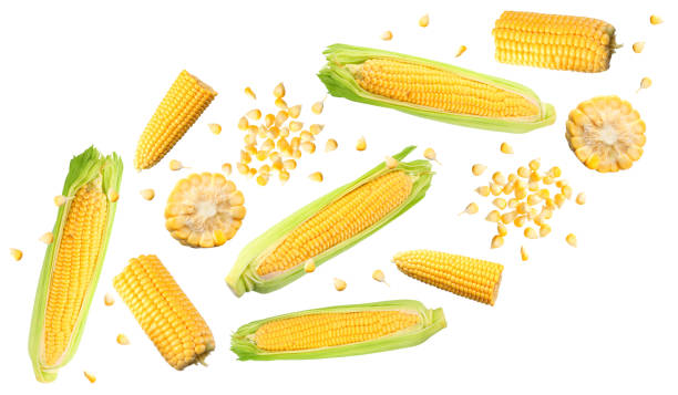istock flying corn on cob with seeds isolated on white background. clipping path 2155114415