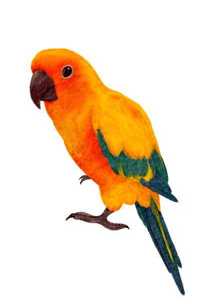 Conure Vector 170+ Conure Stock Illustrations, Royalty-Free Vector Graphics & Clip ...