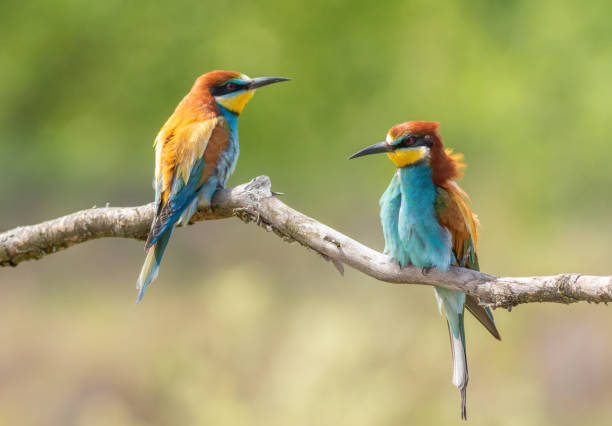 istock European bee-eater, merops apiaster. Two birds sitting on a branch on a green flat background 2155115981