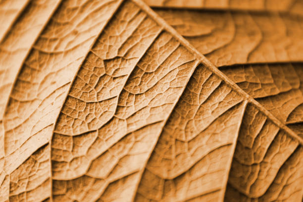 close up brown leave detail blade petiole stipule vein vascular abstract pattern , nature background