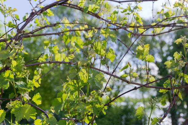 istock Vine branches with young leaves and flower buds, selective focus 2155116757
